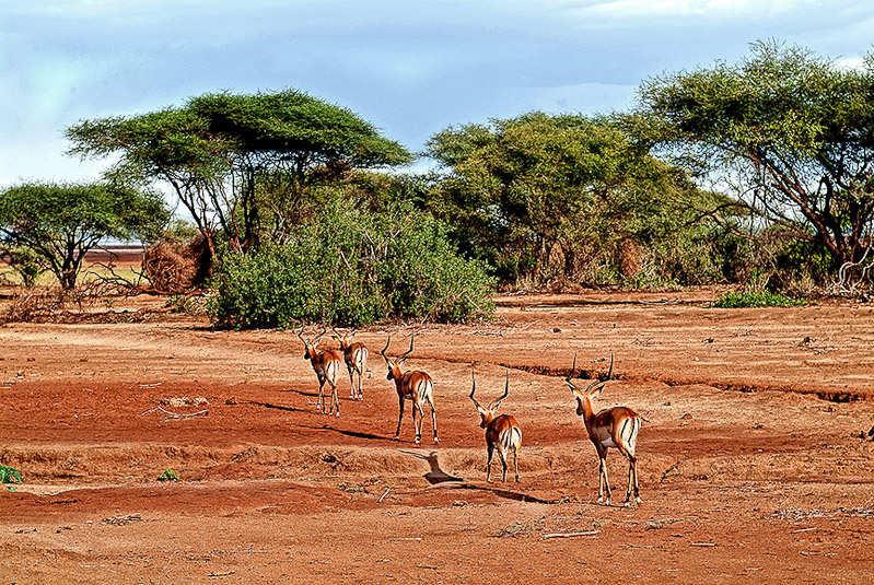 Tanzania