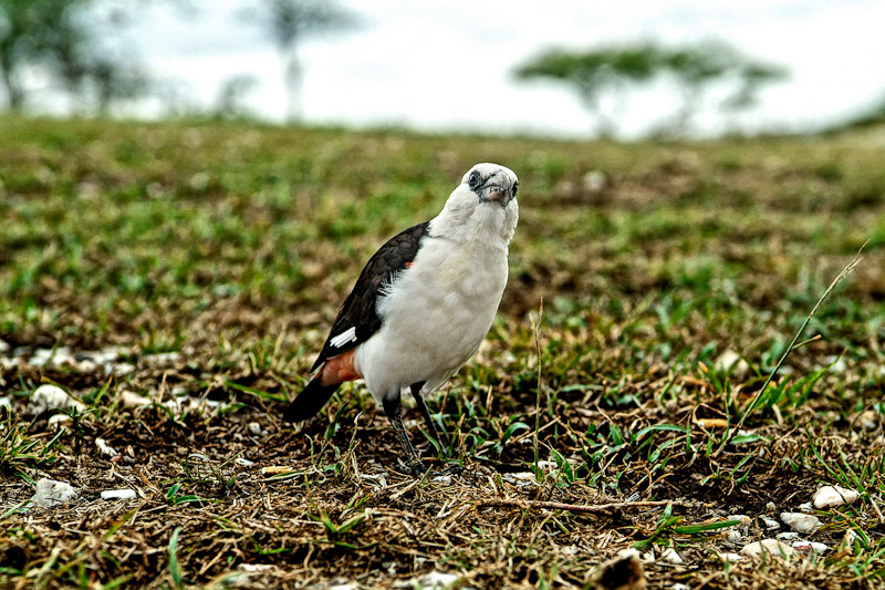 Tanzania